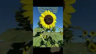 Sunflower Lemon Queen seed production field 2025 #sunflower #flowerfields #familyfarm