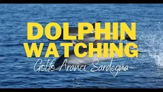 Dolphins watching Golfo Aranci Sardegna
