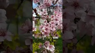 Explore Toronto Ontario | Cherry Blossoms Toronto | High Park | U of T |Living In Toronto #toronto