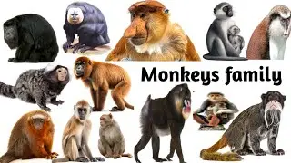 Monkeys family || types of monkeys for kids || 20 monkeys name in english and hindi with pictures 🐒🦍