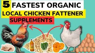 TOP 5 BEST SUPPLEMENTS TO FATTEN LOCAL/VILLAGE CHICKEN AND BOOST THEIR EGG PRODUCTION.