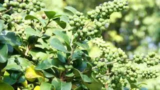 Is guggul good for weight loss?
