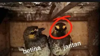 РАЗЛИЧИЯ МЕЖДУ МУЖЧИНАМИ И СУЧКАМИ CUCAK WILIS ИЛИ RENGGANIS