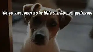 Dog Facts - Understanding dog behavior