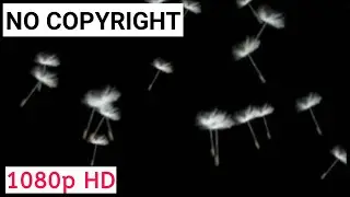 Grass Flyingseeds on black screen for Overlay