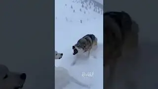 Wolf Charged First &mdash; The Guardian Dog Didn&rsquo;t Back Down 🐺🐕