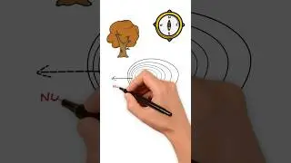 Natures' Hidden Compass: Unveiling Cardinal Directions through Tree Stumps