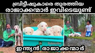 Rajapalayam Dog | Indian Dog Breed