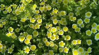 Poached egg plant 🍳🪴