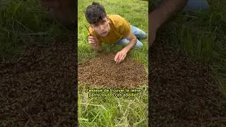 🐝R&eacute;cup&eacute;ration d&rsquo;un essaim d&rsquo;abeilles au sol🐝 #abeille #bee #apiculture #ruche #miel #reine