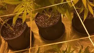 Tent #2 White Widow & Critical Mass (Strictly 18 +)