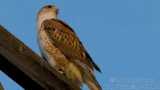 HDObservations : Ferruginous Hawk (4K UHD)