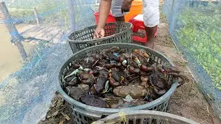 🔴 Traditional Crab Catching in Rural Bangladesh | Village Fishing Life | ASMR Nature Sounds