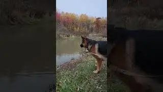 Fall time adventures #germanshepherd #dog #doglife #nature #hiking #personalgrowth