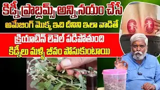 కిడ్నీ ప్రాబ్లమ్స్ అన్ని నయం చేసే అమేజింగ్ మొక్క || Natural remedies for kidney problems 