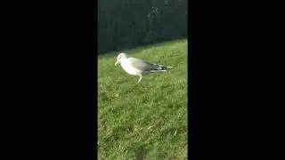 The dancing Seagull