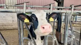 40 litres de lait par jour 🐮