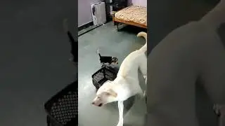 beagle vs lab