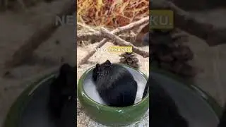 Jak&yacute; pamlsek d&aacute;t osm&aacute;kovi?