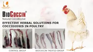 Poultry Coccidiosis: Associated Antibiotic Overuse & Effective Herbal Alternatives | Poultry Farming