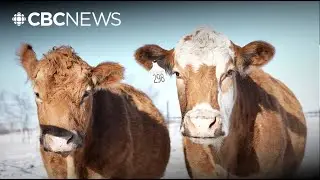 Farmers say they'll pay the price of new CFIA tracking rules