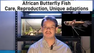 Cited African Butterfly Fish: Care, Reproduction, Unique Adaptions 