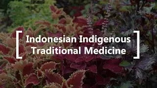Indonesian Indigenous Traditional Medicine
