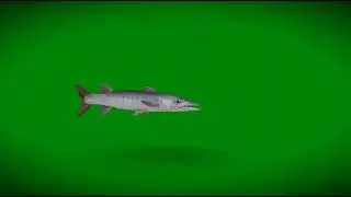 Barracuda Fish