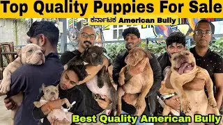Puppies For Sale ||Best American Bully For Sale In Bangalore || Top Quality
