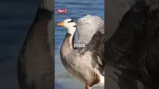 Bird 🕊️ come to India in winter #naturefacts #fact #animals #birds #india #winter