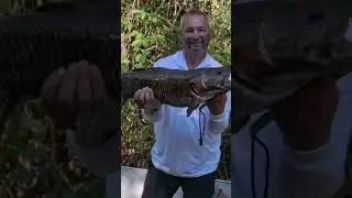Another Rio Xingu success. A powerful wolf fish brought to the boat, what a catch!  #wolffish