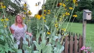 Take a Walk with Tavia #33 - Giant Coneflower
