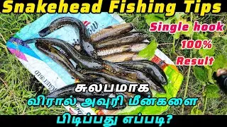 amazing snakehead fishing tips 🔥| snakehead Murrel fishing #fishing #fishingvideo #snakeheadfishing