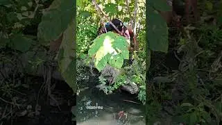 village fishing 🐟🐟 catching GOLDEN CARP in the river side 🐟😮 barehand #carp #catchingfish #river