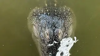 Late Night Alligator Feeding!!!😱🐊
