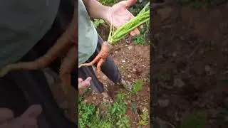 my home garden carrots 🥕 #ytshorts #food #gardening #homefood