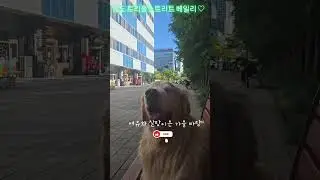 휴식 너 하고 나 그리고 가을바람.        #인절미 #강아지 #bailly #골든리트리버 #goldenretriever #pets
