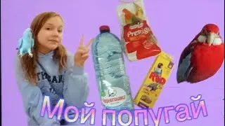 Немного о моем попугае/основная информация о розеллах/The best family vlog.