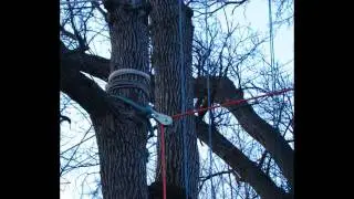 Sugar Maple Felling