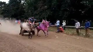 Havagi Race