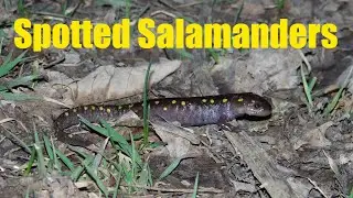 Spotted Salamanders in Western New York