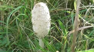 Shaggy Inkcaps Mushrooms in Cambs UK 9oct21 303p duxford