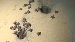 Hunderte Baby-Schildkr&ouml;ten an indischem Strand geschl&uuml;pft | AFP