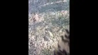 My 3 babies in the garden #tigers #friendly #greeting #love #content