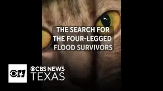 Nonprofit rescues, reunites pets with families lost during Central Texas flooding