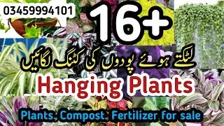 How To Grow Permanent Hanging Plants From Cutting In Winter/grow plants by cutting fast 