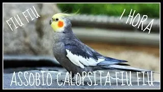 ASSOBIO CALOPSITA - FIU FIU - WOLF WHISTLE - COCKATIEL WHISTLE