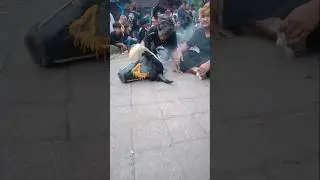 Banteng Siliwangi treceh live trece pacet #bantenganngamuk #siliwangi #bantengpacet