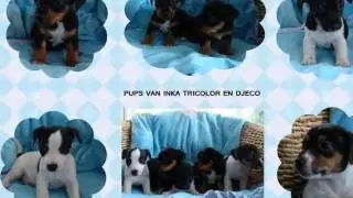 nieuwe slide nestjes djeco