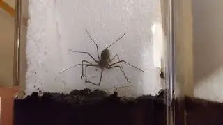Euphrynichus bacillifer grooming